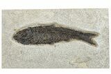 Detailed Fossil Fish (Knightia) - Huge for Species! #292377-1